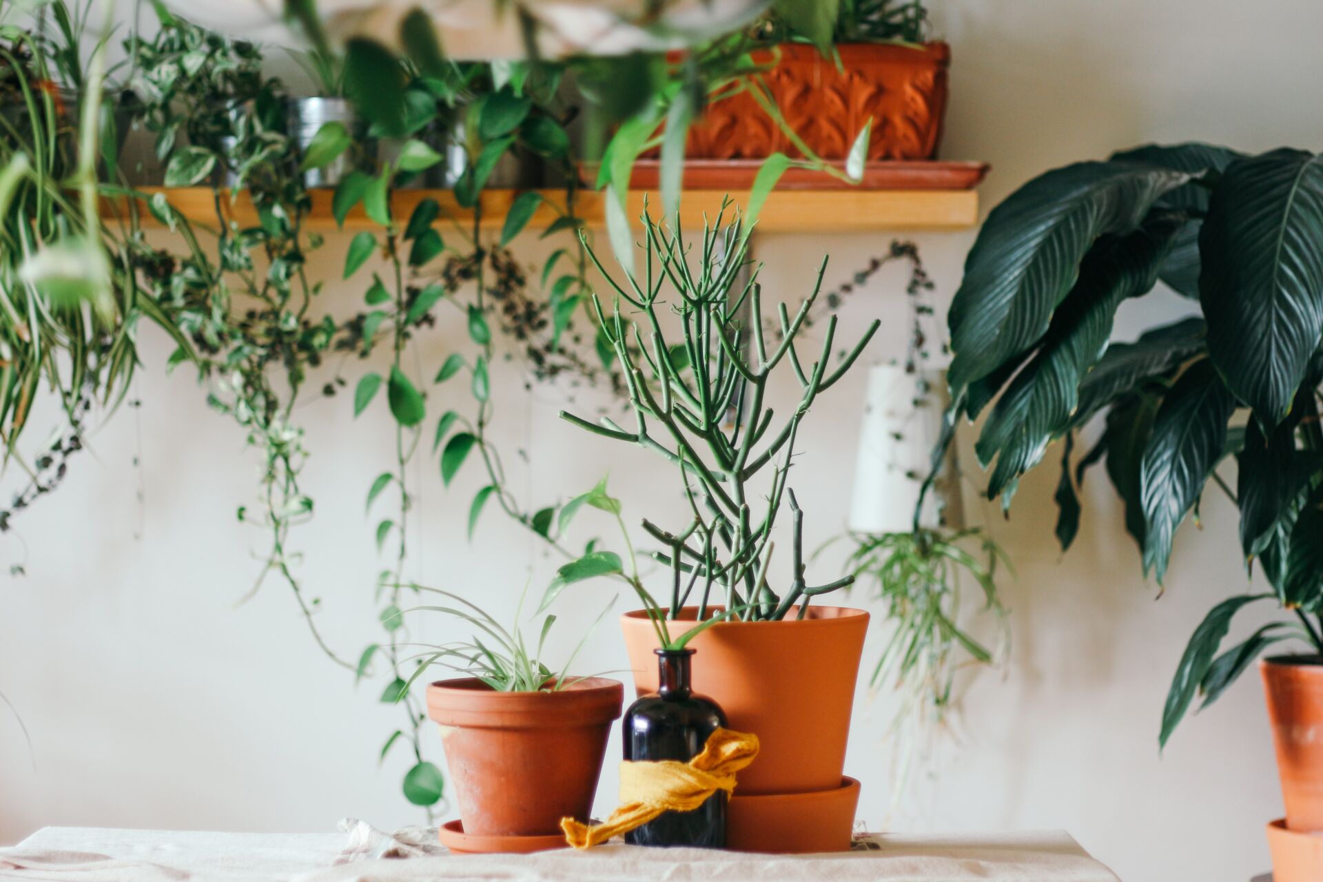 初心者だけど家で観葉植物を育てたい そんな人のために育てやすい品種を紹介 岡山で注文住宅のかっこいいデザイン 設計施工なら建房