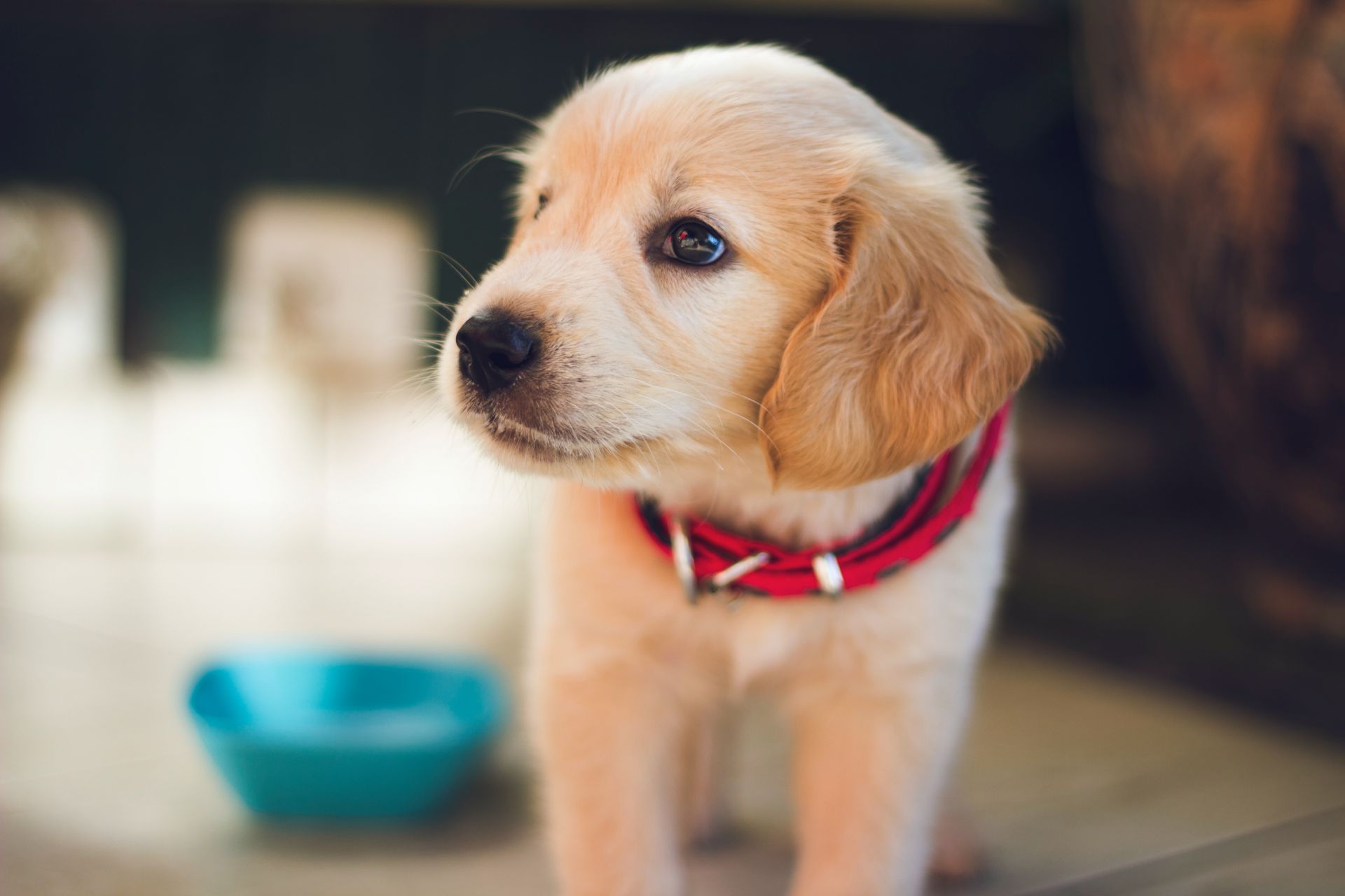 新築で犬を飼うときに気をつけたい注意点とは 岡山で注文住宅のかっこいいデザイン 設計施工なら建房