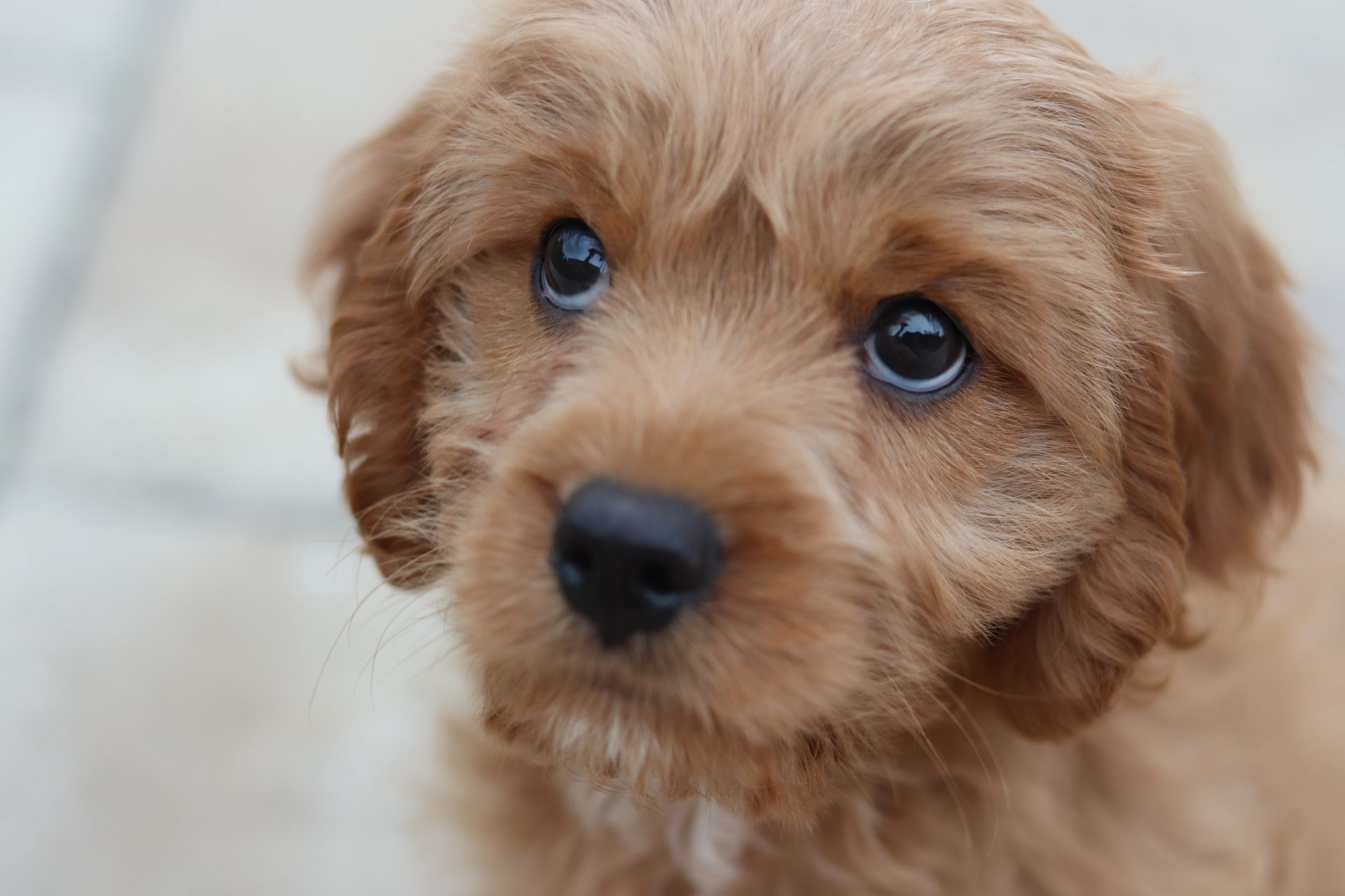 新築で犬を飼うときに気をつけたい注意点とは 岡山で注文住宅のかっこいいデザイン 設計施工なら建房