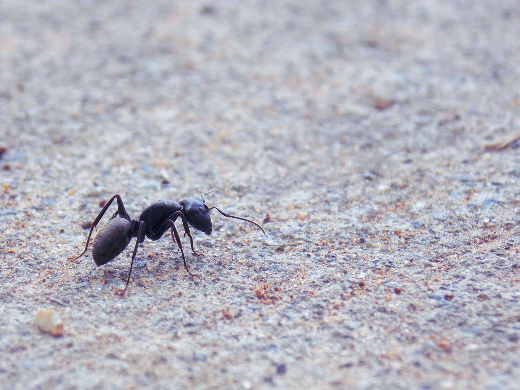 蟻 が 寄っ て くる 人